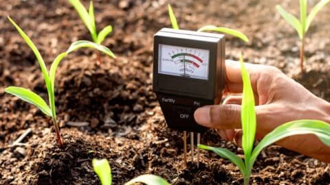 How To Lower pH In Soil | Lawn.com.au