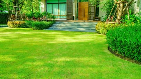 How To Overseed A Lawn | Lawn.com.au