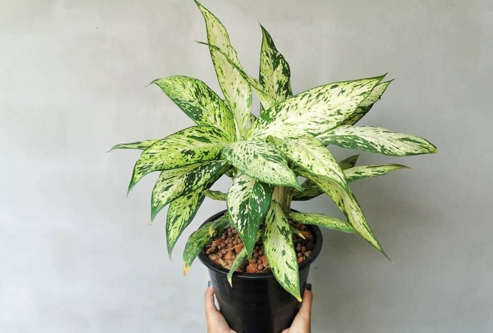 How To Care For An Aglaonema Plant (Chinese Evergreen)