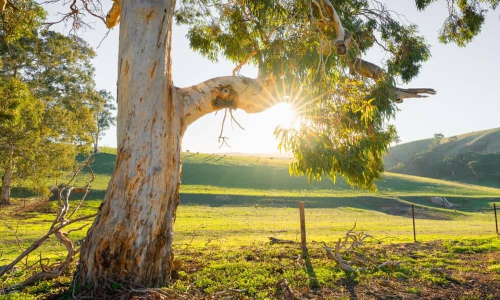 A Complete Guide To Australian Native Trees