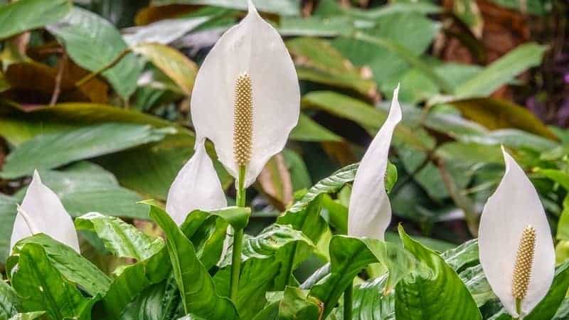 Peace shop lily flower