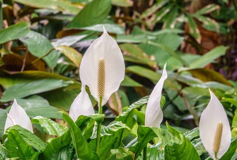 Why Is My Peace Lily Flower Turning Brown?