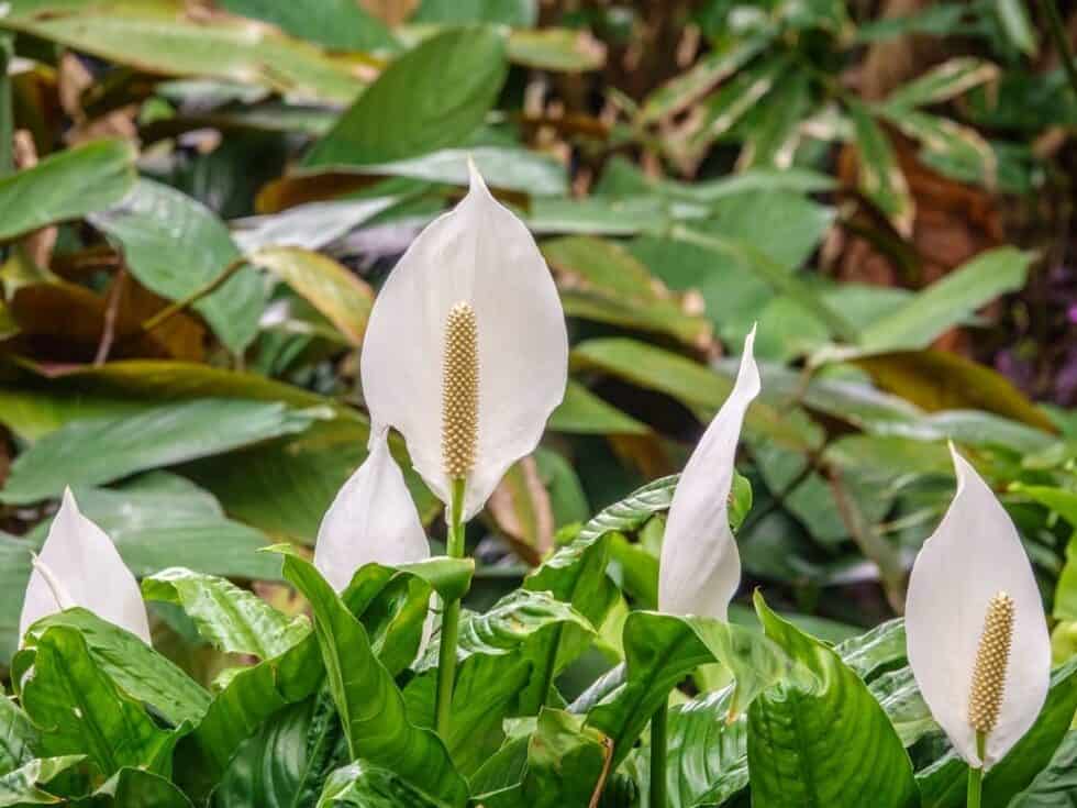 Why Is My Peace Lily Flower Turning Brown?