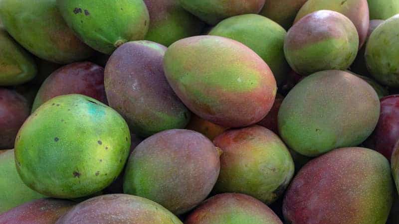 Keitt mangoes