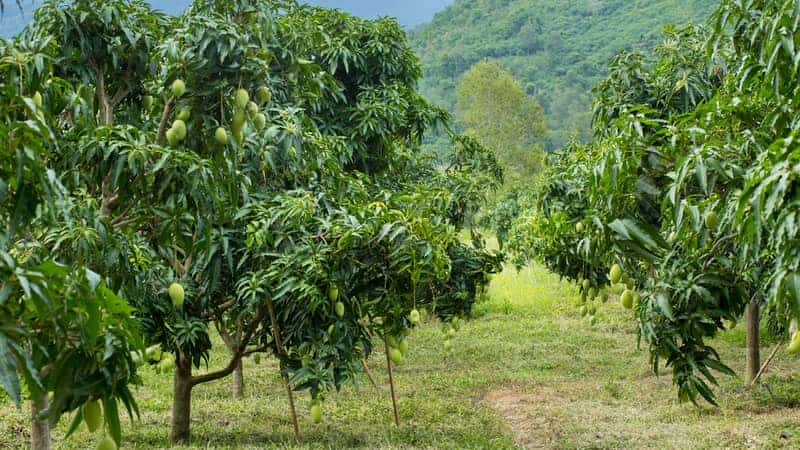 mango trees in a garden