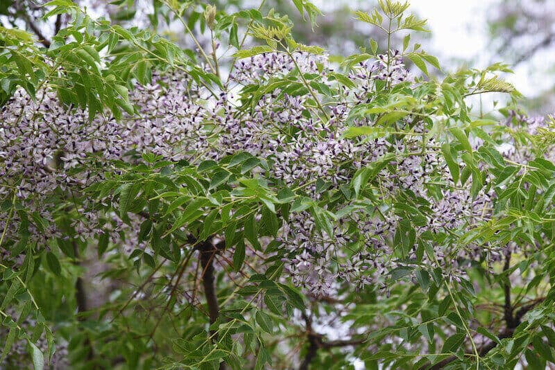 White Cedar (Melia Azedarach)