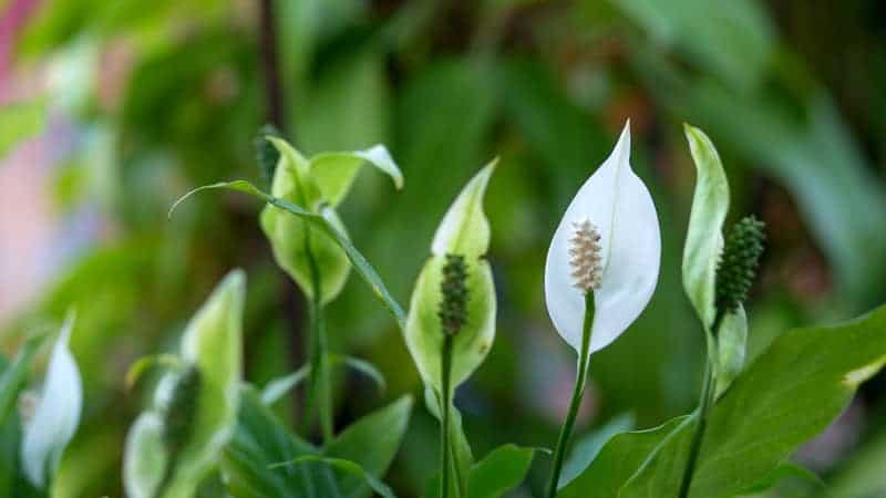 Why Is My Peace Lily Flower Turning Green? | Lawn.com.au