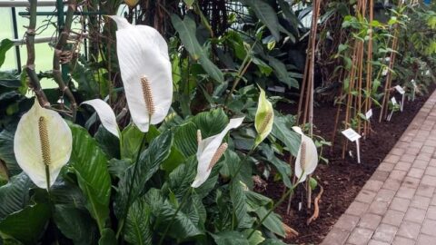 Can A Peace Lily Live Outside? Facts And Tips | Lawn.com.au