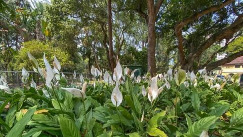 Can A Peace Lily Live Outside? Facts And Tips | Lawn.com.au