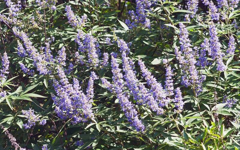 chaste tree with clusters of tall, purple flower spikes rising above green, lance shaped foliage in full bloom