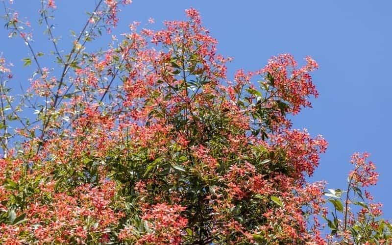 Christmas bush tree with small red flowers blooming under sunlight