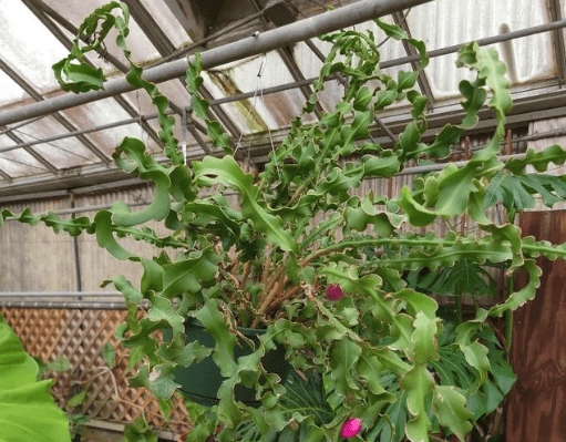 Curly Orchid Cactus