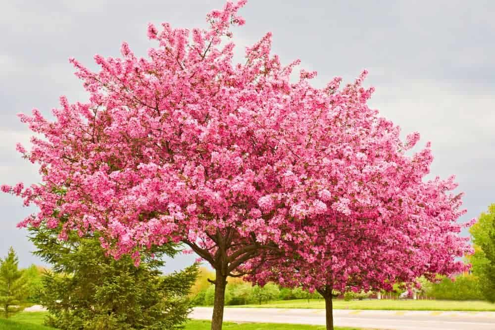 The Best Flowering Trees In Australia