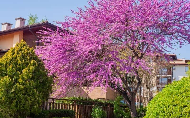 eastern redbud tree in full bloom with vibrant pink-purple flowers covering its branches in a residential garden