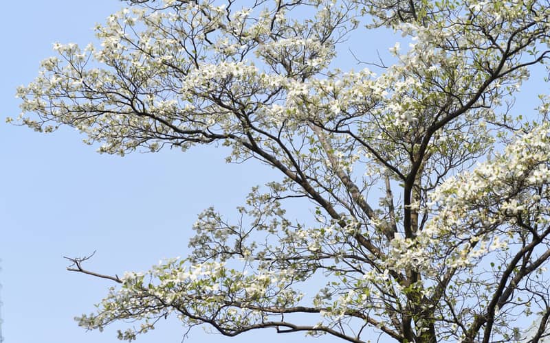 tall dogwood tree with white flowers blooming under sunlight