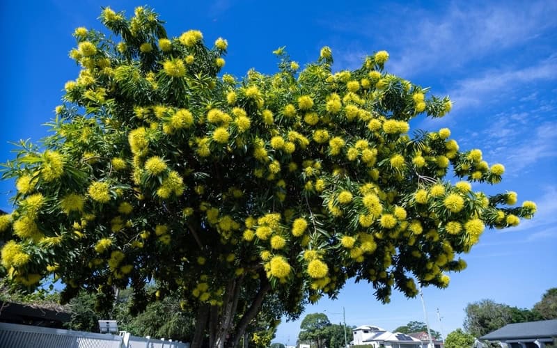 Golden penda tree with yellow flowers blooming outdoors