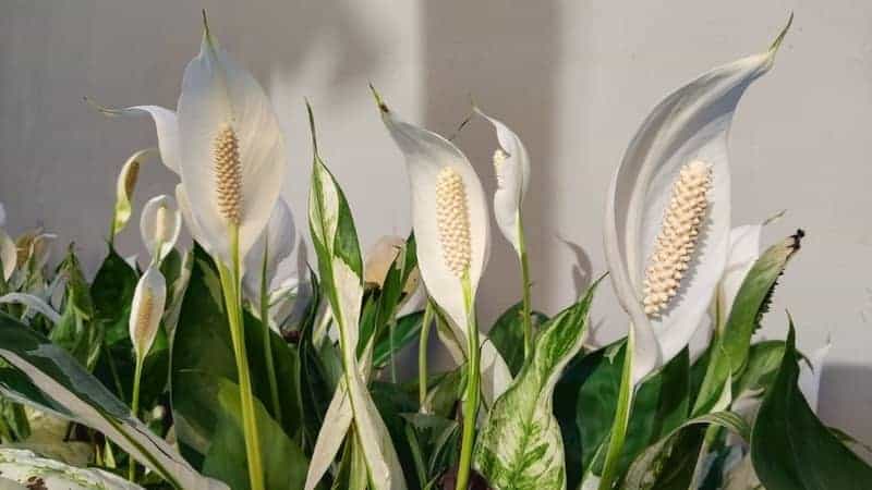 Group_of_Spathiphyllum_wallisii_at_the_garden