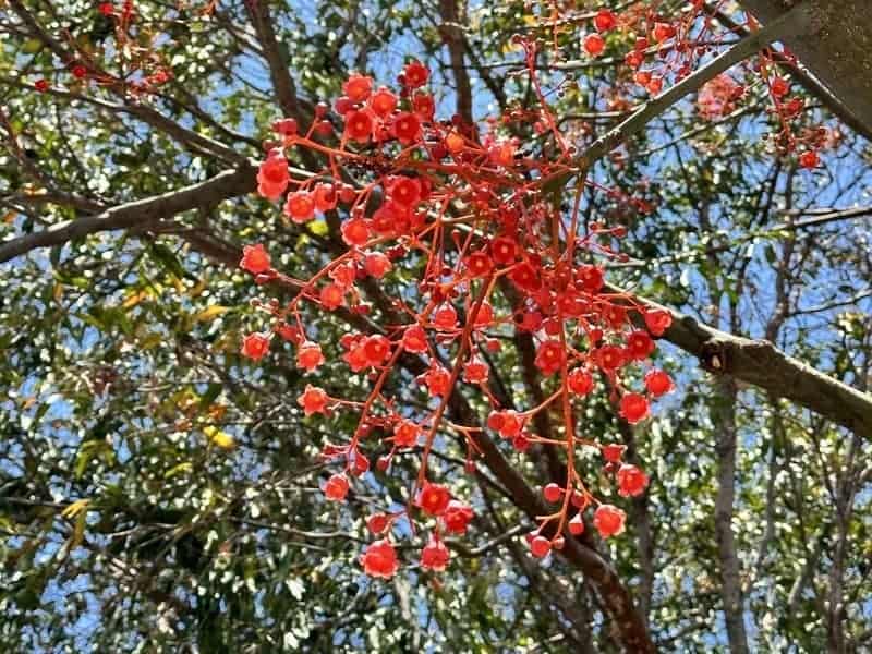 Illawarra flame tree with red flowers up close