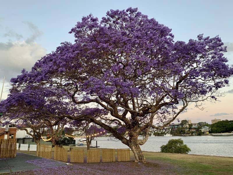 large jacaranda tree in full bloom with purple flowers spreading wide beside a riverside park at sunset