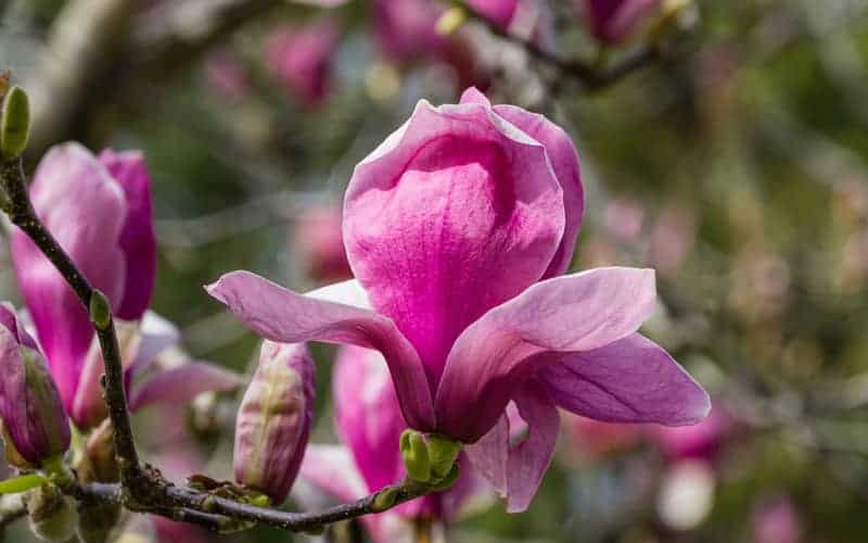 close up of a Magnolia Royal Purple flower in bloom, with slightly cupped petals on a woody branch