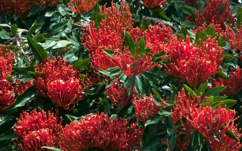 cluster of vibrant red Queensland tree waratah flowers surrounded by glossy green foliage