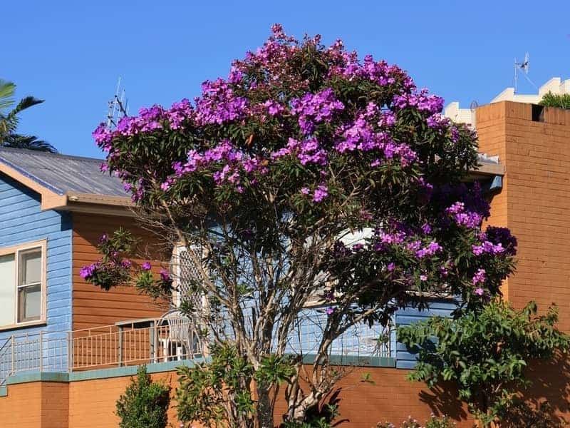 tall Tibouchina Alstonville tree blooming with purple flowers beside a house