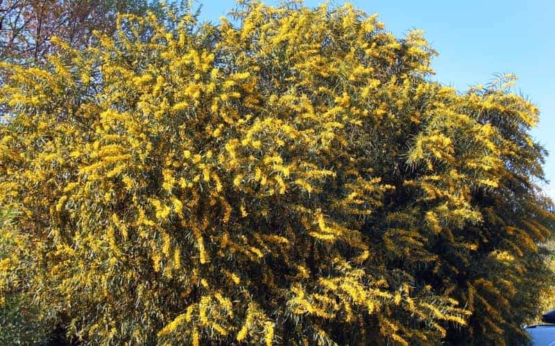vibrant yellow flowers of golden wattle tree in full bloom
