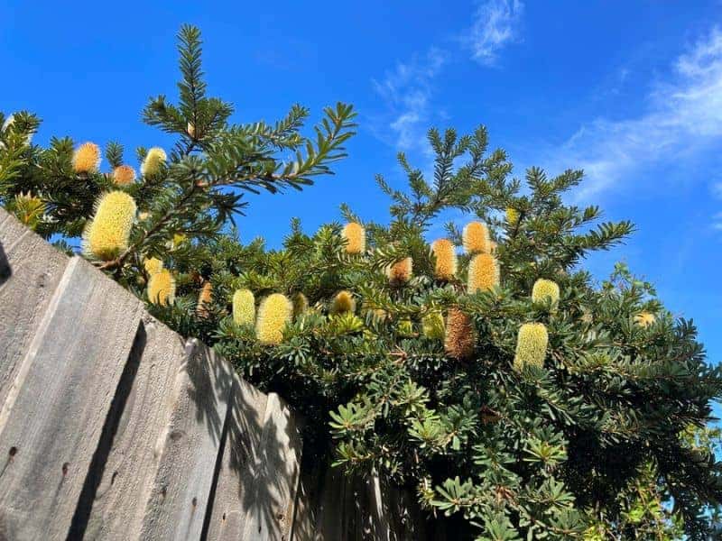 banksia tree with yellow and brown flowers growing next to a wooden fence