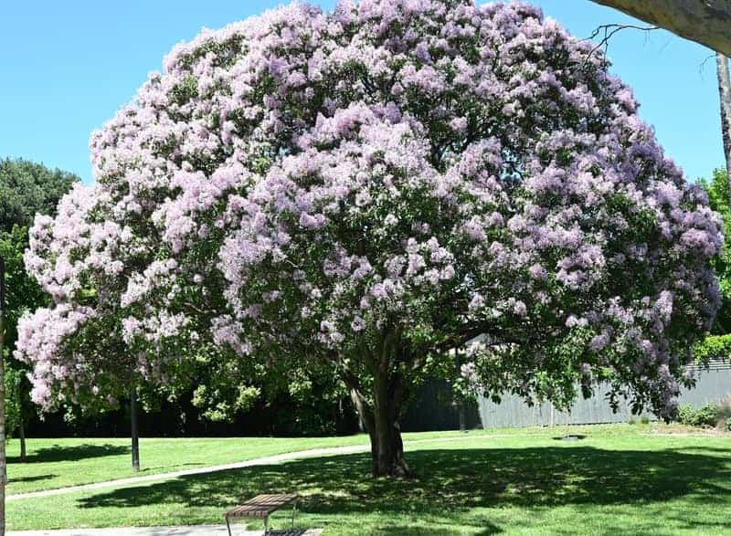 cape chestnut tree flowering under bright sunlight