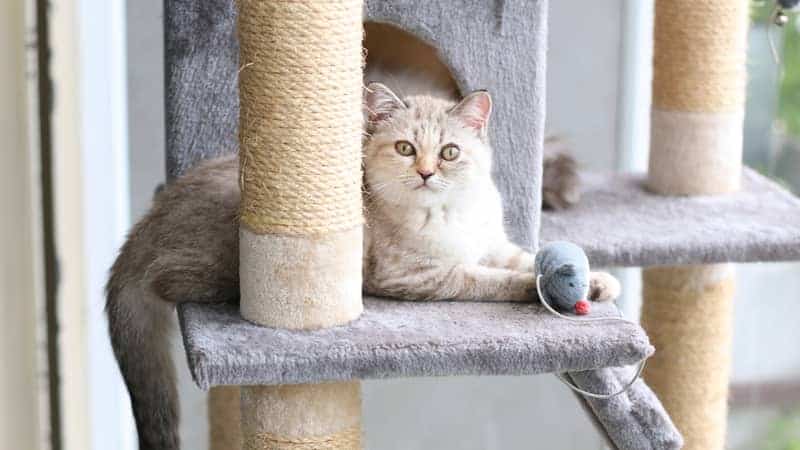 A cat is playing with toy on cat house