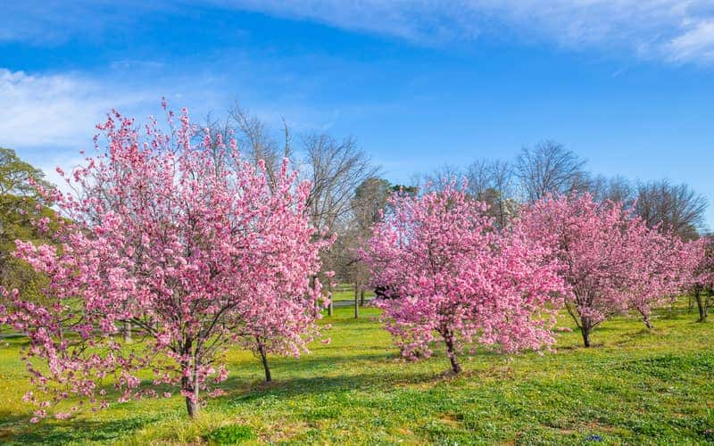 row of cherry blossom trees with pink blossoms growing in a garden