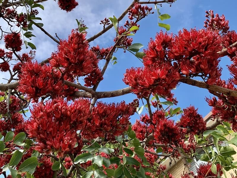ed flowers of an Australian flame tree in full bloom