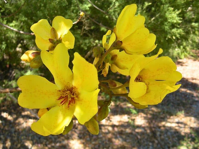 large yellow flowers of the yellow kapok tree
