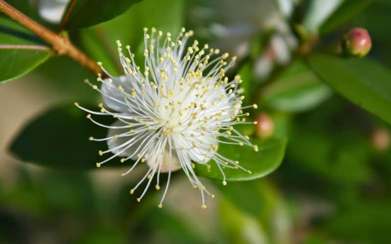 dainty lemon myrtle flower up close