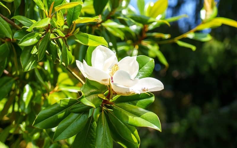 magnolia tree with a single white flower up close against green foliage in the background