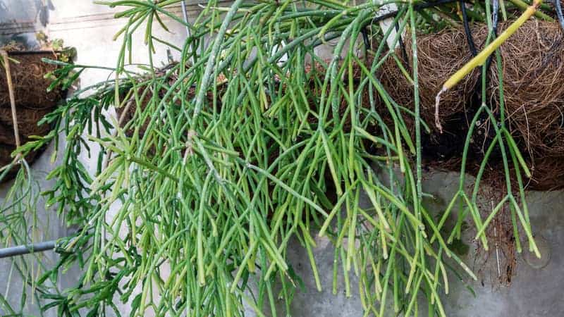 mistletoe cactus