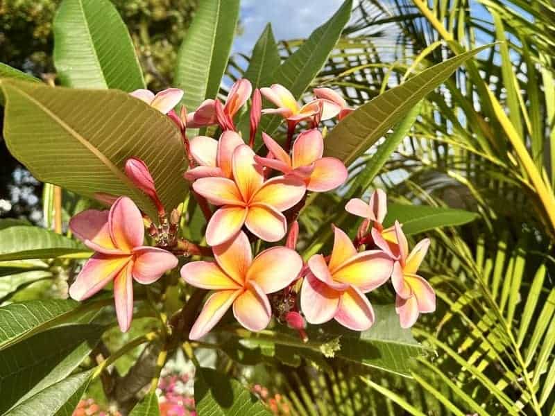 close up of frangipani flowers in shades of pink, orange, and yellow, surrounded by glossy green leaves
