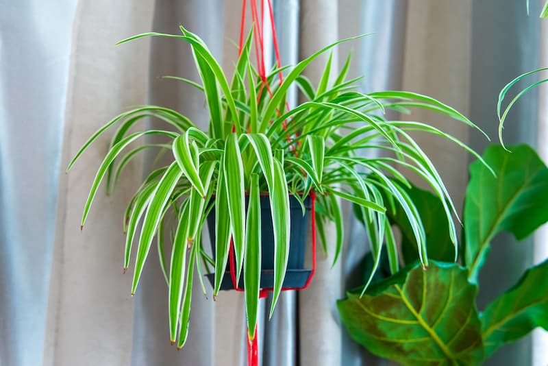 spider plant