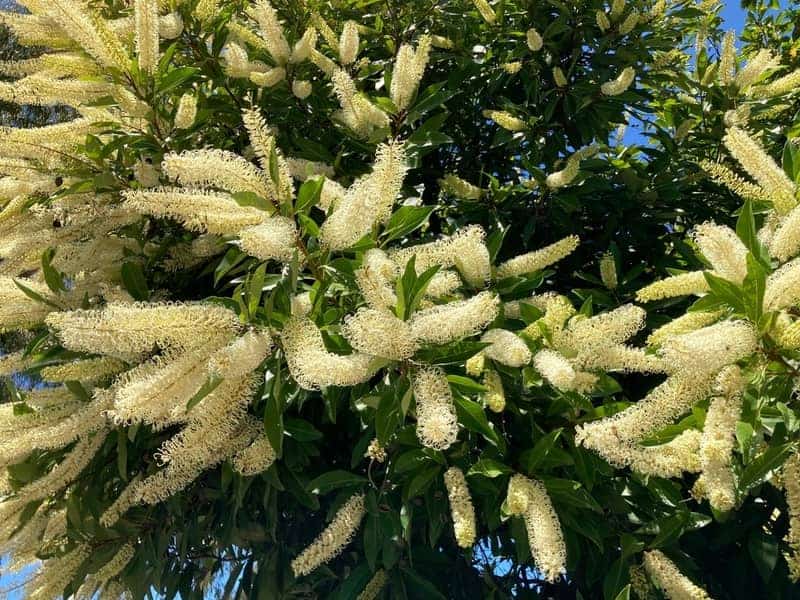 clusters of creamy white, curled flowers of the Ivory Curl Tree blooming among glossy green leaves