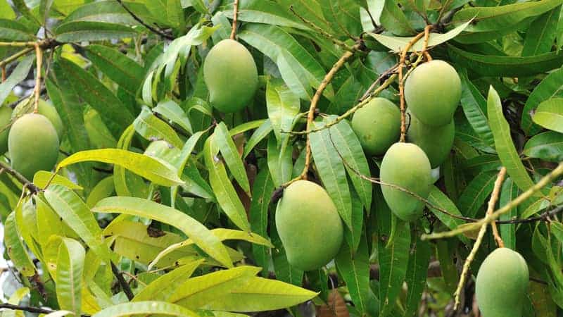 green mangoes