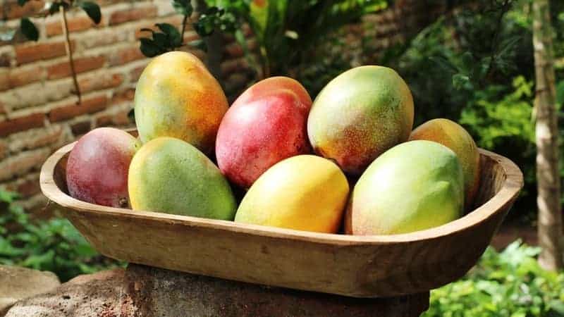 mangoes in a wooden container ripening under the sunlight