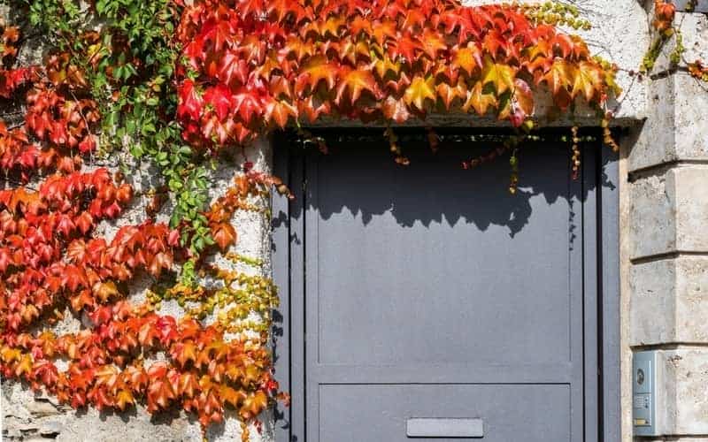 Boston ivy or Parthenocissus tricuspidata plant on the wall
