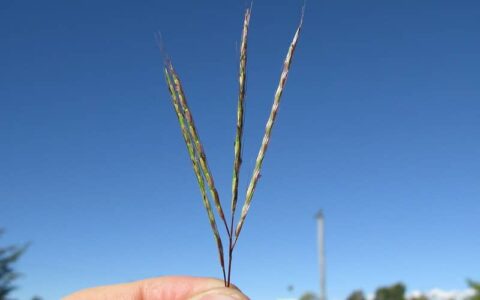 Australian Razor Grass A Complete Guide To Australian Native Grasses