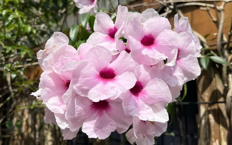 Bower Vine or Pandorea jasminoides with blooming pink flowers up close