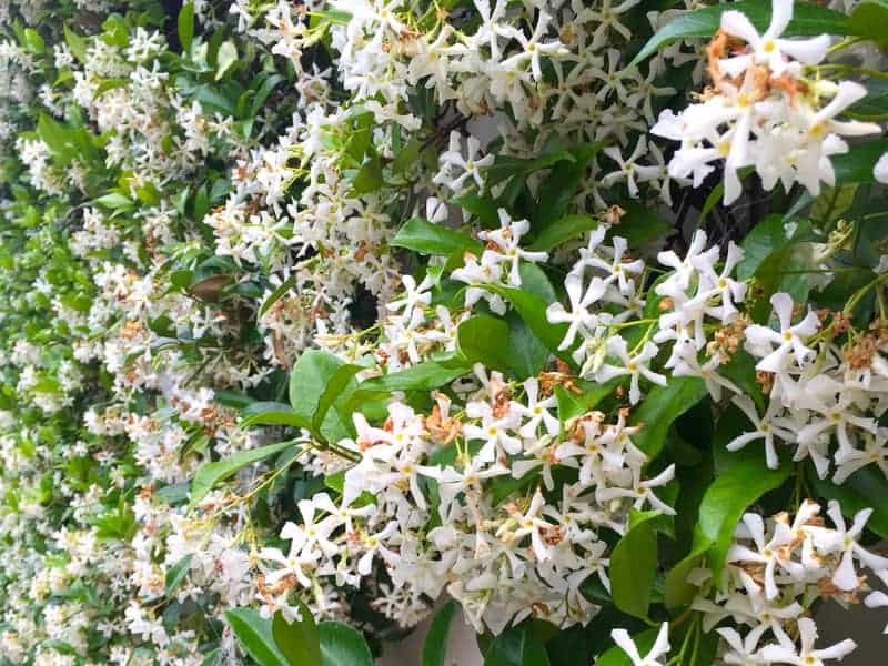A dense wall of jasmine covered in clusters of small, white, star-shaped flowers with glossy green leaves