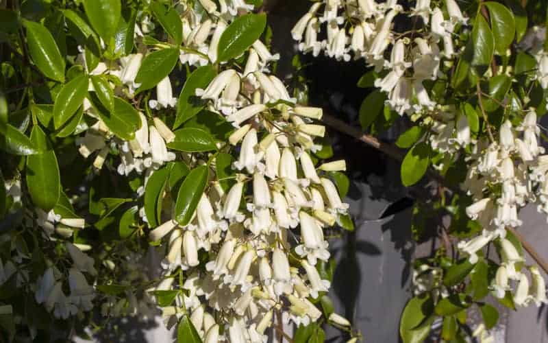 Clusters of creamy-white, tubular flowers hanging among glossy green leaves on a Wonga Wonga vine