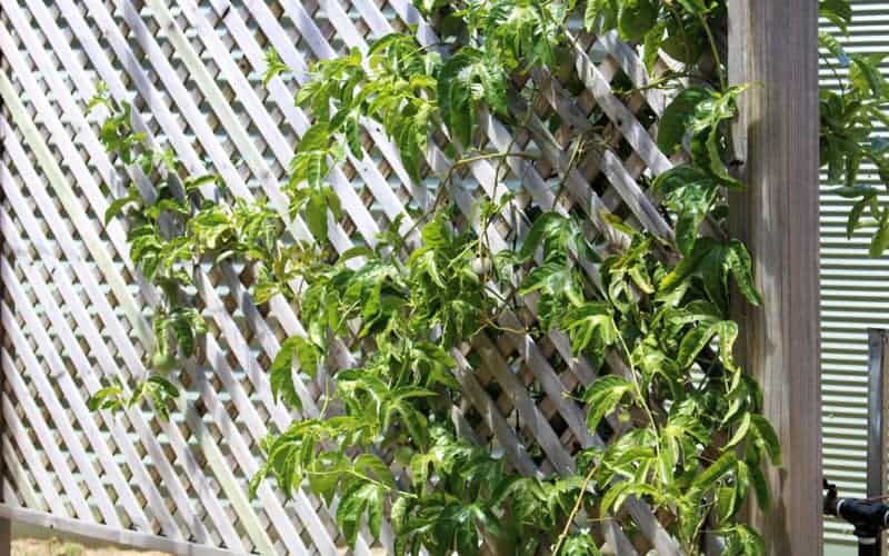Passionfruit vine growing on trellis