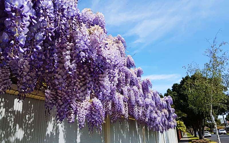 Clusters of purple wisteria flowers hanging over a tall fence along a street under a blue sky