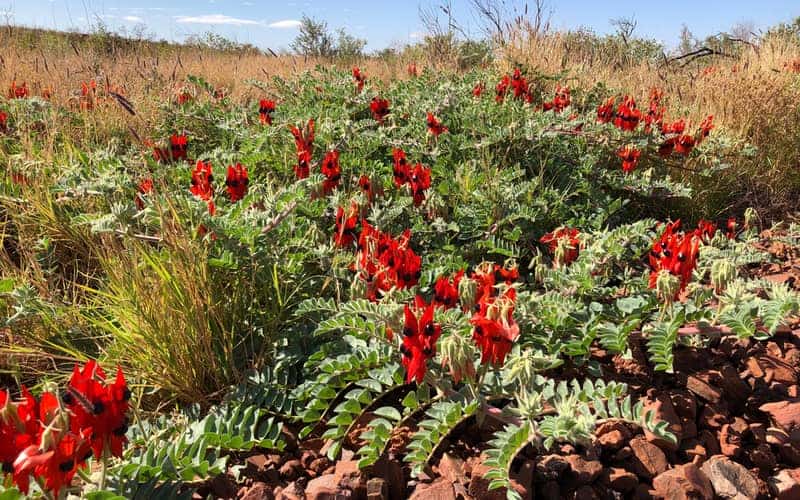 Sturt’s Desert Pea flowers with red petals and dark centres blooming in a rocky, arid landscape