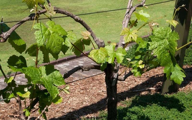 grape vine being grown along fence